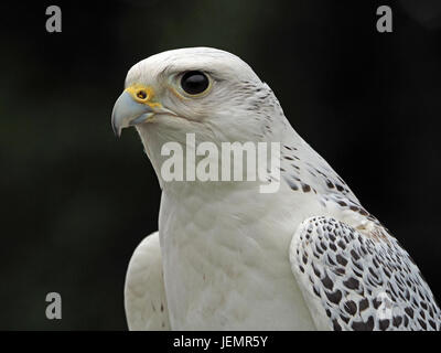 Captive Gyr x Hybrid Sakerfalken (Falco Cherrug X Falco Rusticolus) in einer Falknerei in Oxfordshire, England UK Stockfoto