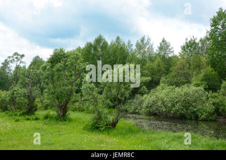 Schöne alte Weide an den Ufern des Flusses Ekitag, Oblast Kemerowo Stockfoto