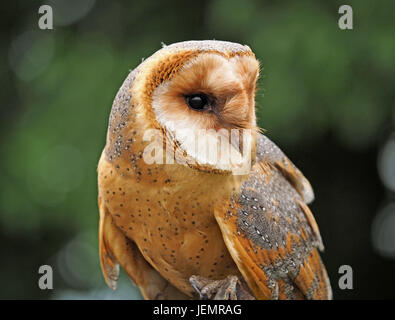 Porträt von alert gefangen dark Morph Schleiereule (Tyto Alba) in einer Falknerei in Oxfordshire, England UK Stockfoto