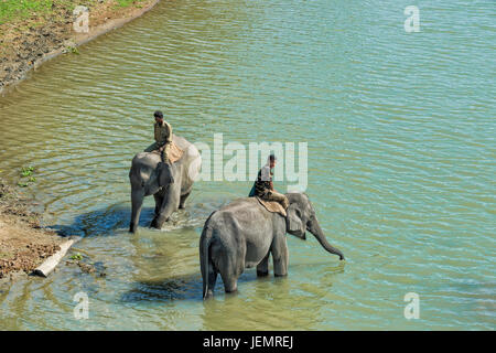 Zwei Mahouts Reiten ihre indischen Elefanten (Elephas Maximus Indicus) im Fluss, Kaziranga Nationalpark, Assam, Indien Stockfoto