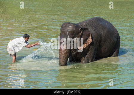 Mahout waschen seine indische Elefant (Elephas Maximus Indicus) im Fluss, Kaziranga Nationalpark, Assam, Indien Stockfoto