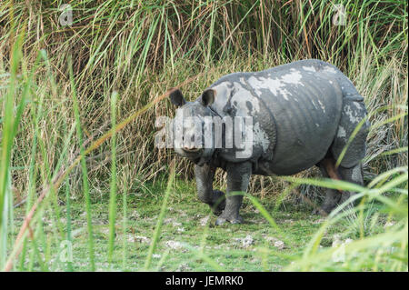 Männliche Panzernashorn (Rhinoceros Unicornis) in Elephant grass, Kaziranga Nationalpark, Assam, Indien Stockfoto