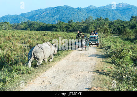 Panzernashorn (Rhinoceros Unicornis) laden ein Fahrzeug mit Touristen, Kaziranga Nationalpark, Assam, Indien Stockfoto