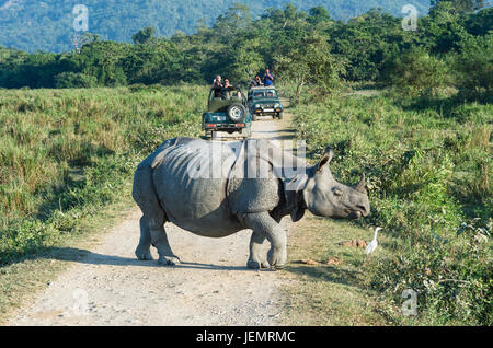 Panzernashorn (Rhinoceros Unicornis) überqueren einer Straße vor einem Fahrzeug mit Touristen, Kaziranga Nationalpark, Assam, Indien Stockfoto