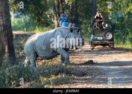 Panzernashorn (Rhinoceros Unicornis) überqueren einen Forstweg vor einem Fahrzeug mit Touristen, Kaziranga Nationalpark, Assam, Indien Stockfoto