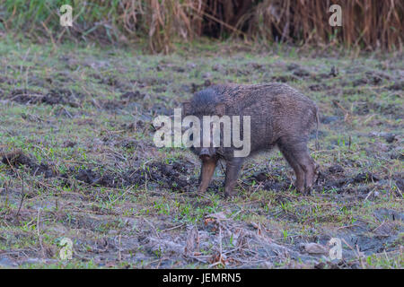 Indische Wildschwein (Sus Scrofa Cristatus), Chitwan Nationalpark, Nepal Stockfoto