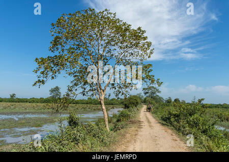 Mahout Reiten ein indischer Elefant (Elephas Maximus Indicus) auf einem Feldweg, Kaziranga Nationalpark, Assam, Indien Stockfoto