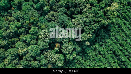 Luftbild-Drohne Flyover Blick auf großen grünen Wald im Sommer Stockfoto