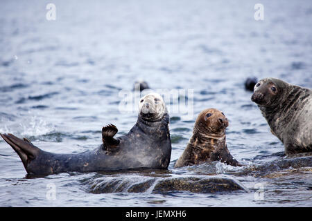 Kolonie der Dichtungen am Meer Stockfoto