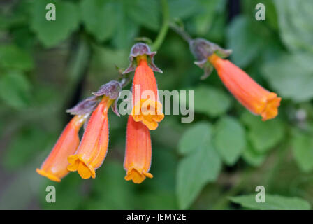 Chilenische Herrlichkeit Rebe (Eccremocarpus Scaber) Stockfoto