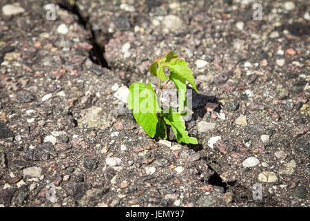 Grüne Pflanze wächst Trog geknackt asphalt Stockfoto