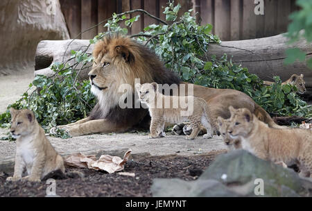 Neuwied, Deutschland. 26. Juni 2017. Der Barbary Löwe Vater "Schroeder" sehen, mit seinem jungen, die am 19. April im Zoo in Neuwied, Deutschland, 26. Juni 2017 geboren wurden. Auf der ganzen Welt gibt es nur rund 100 rein gezüchtet Barbary Löwen links. Foto: Thomas Frey/Dpa/Alamy Live News Stockfoto