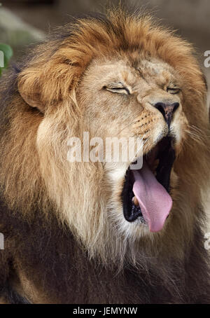 Neuwied, Deutschland. 26. Juni 2017. Die Barbary Löwe Vater "Schroeder" im Zoo in Neuwied, Deutschland, 26. Juni 2017 zu sehen. Auf der ganzen Welt gibt es nur rund 100 rein gezüchtet Barbary Löwen links. Foto: Thomas Frey/Dpa/Alamy Live News Stockfoto