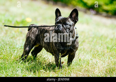 Frankfurt Am Main, Deutschland. 16. Juni 2017. Bild von eine französische Bulldogge, aufgenommen am 16.06.17 in Frankfurt am Main | Nutzung weltweit Credit: Dpa/Alamy Live-Nachrichten Stockfoto