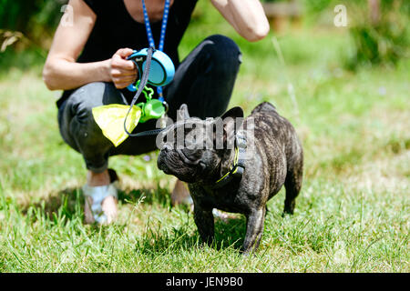 Frankfurt Am Main, Deutschland. 16. Juni 2017. Bild von eine französische Bulldogge, aufgenommen am 16.06.17 in Frankfurt am Main | Nutzung weltweit Credit: Dpa/Alamy Live-Nachrichten Stockfoto