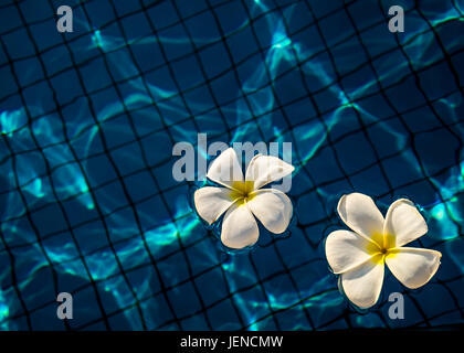 Frangipani Blüten in einem Schwimmbad Stockfoto