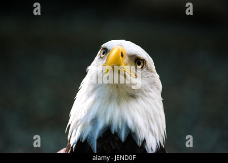 Porträt von einem Weißkopfseeadler, Duncan, Cowichan Valley, British Columbia, Kanada Stockfoto