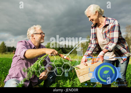 Älteres Paar mit Box Karotten auf Bauernhof Stockfoto