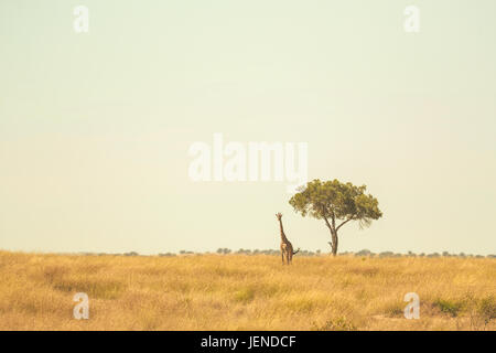 Giraffe stehend von einem Baum in der Savanne, Kenia Stockfoto