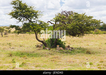 Geparden unter Baum in der Savanne in Afrika liegen Stockfoto