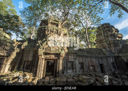 Ta Prohm Tempel, Angkor Wat, Siem Reap, Kambodscha Stockfoto