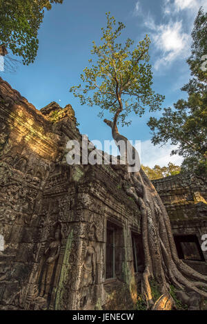 Baumwurzel wachsen im Tempel Ta Prohm, Angkor Wat, Siem Reap, Kambodscha Stockfoto