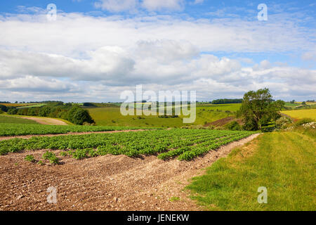 Hang-Kartoffel-Zeilen auf kalkhaltigen Böden mit Patchwork Landschaft in die Yorkshire Wolds bei blau bewölktem Himmel im Sommer Stockfoto