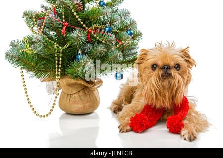 Hunderasse Brüsseler Griffon und einen Weihnachtsbaum Stockfoto