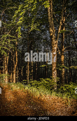 Italien Ligurien Aveto Regionalpark - Wald Stockfoto