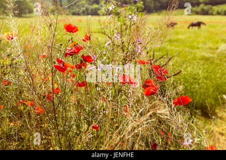 Zwei Pferde weiden in einem Feld von Mohn unter den Blumen Stockfoto
