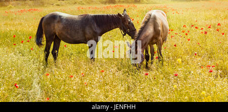 Zwei wunderschöne Pferde weiden in einem Feld von Mohn. Stockfoto
