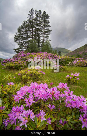 Gemeinsamen Rhododendron / pontische Rhododendron (Rhododendron Ponticum) in Blüte, invasive Arten in Glen Etive, Schottisches Hochland, Schottland Stockfoto