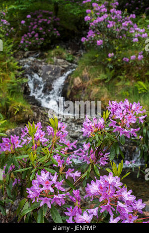 Gemeinsamen Rhododendron / pontische Rhododendron (Rhododendron Ponticum) im Blume Bach entlang, invasive Arten in den schottischen Highlands, Schottland Stockfoto