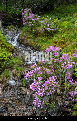 Gemeinsamen Rhododendron / pontische Rhododendron (Rhododendron Ponticum) im Blume Bach entlang, invasive Arten in den schottischen Highlands, Schottland Stockfoto