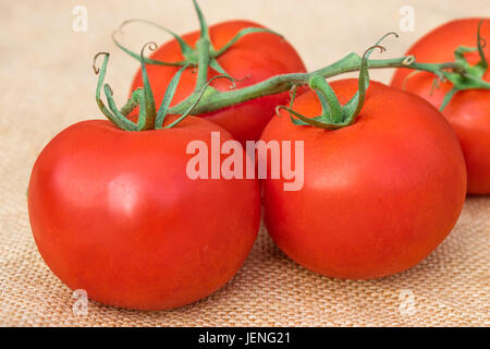 Strauchtomaten auf eine hessische material Stockfoto