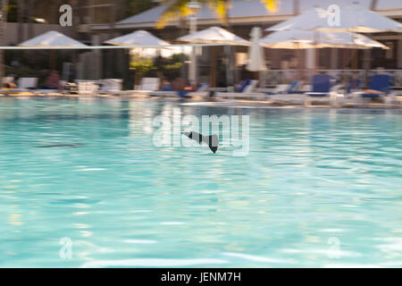 Schwarzer Vogel fliegt über einen Pool im Hotel Melia Cayo Coco, Cayo Coco, Kuba Stockfoto