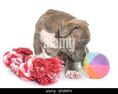 Welpen American Staffordshire Terrier vor weißem Hintergrund Stockfoto