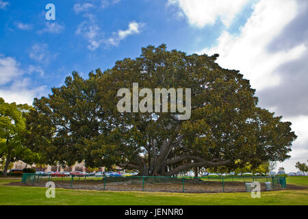 Moreton Bay Feigenbaum im Balboa Park, San Diego, Kalifornien USA.  Ficus Macrophylla ist eine große immergrüne Banyan. Benannt nach Moreton Bay in Queensland, Australien Stockfoto