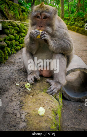 Langschwanzmakaken Macaca Fascicularis in The Ubud Monkey Forest Temple Essen einen Cob Mais mit seinen Händen auf Bali Indonesien. Stockfoto