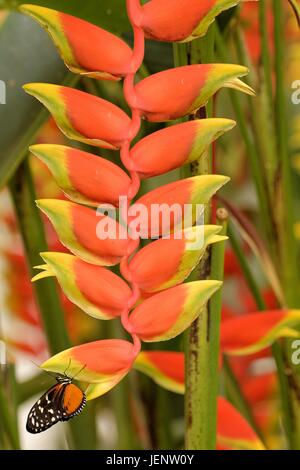 Heliconia Rostrata Stockfoto