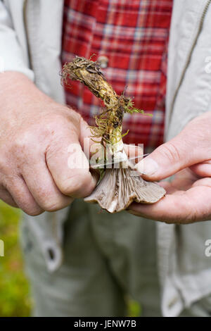 Mann-Betrieb-Pilz Stockfoto