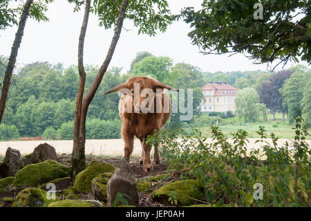 Gehörnte Kuh Blick in die Kamera Stockfoto