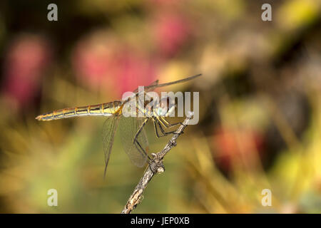 Rot-veined Darter (Sympetrum Fonscolombii), Libellulidae Stockfoto