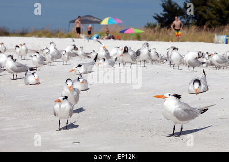 Möwen am Sandstrand Stockfoto