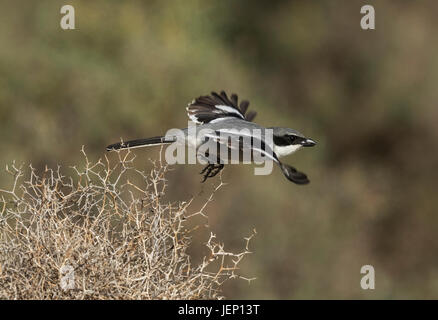 Südlichen Grey Würger (Lanius Meridionalis SSP. Koenigi) im Flug Stockfoto