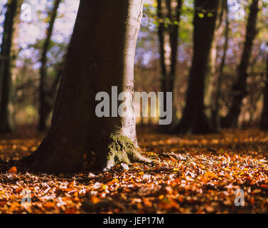 Basis eines Baumes im Wald immer das Morgenlicht fotografiert mit einer Mamiya RB67 Filmkamera und einige Fujichrome Velvia 50 120 film Stockfoto