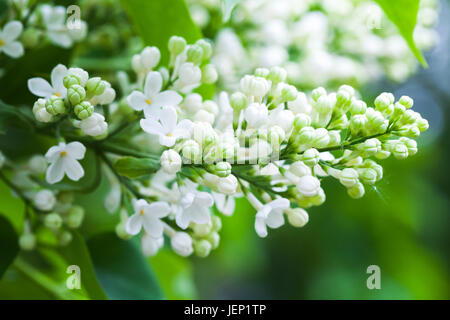 Lila Blüten, Makrofoto des holzigen Blütenpflanze im Sommergarten Stockfoto