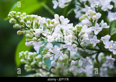 Lila Blüten, Makro-Foto mit selektiven Fokus. Blühende Gehölz im Sommergarten Stockfoto