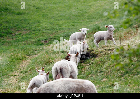 Schafe auf der Weide Stockfoto