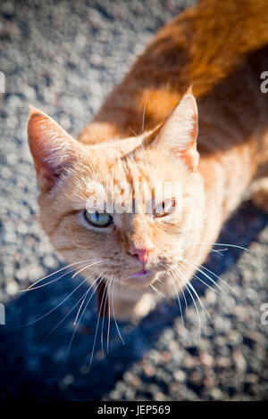 Ingwer-Katze Stockfoto